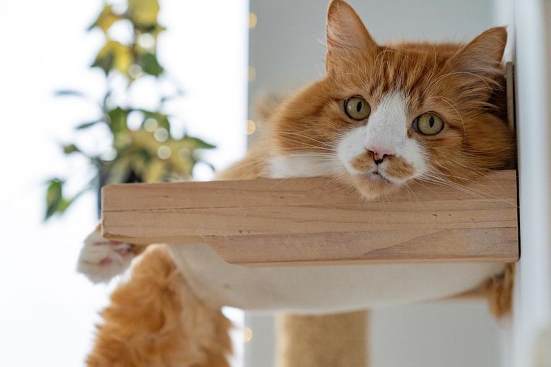 12 Reasons Cats and Apartments Are a Match Made in Heaven