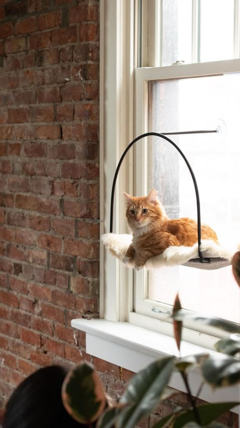 12 Reasons Cats and Apartments Are a Match Made in Heaven