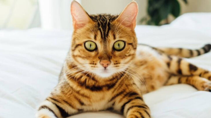 12 Stunningly Exotic Cat Breeds You Won’t Believe Are Legal Pets in the U.S.