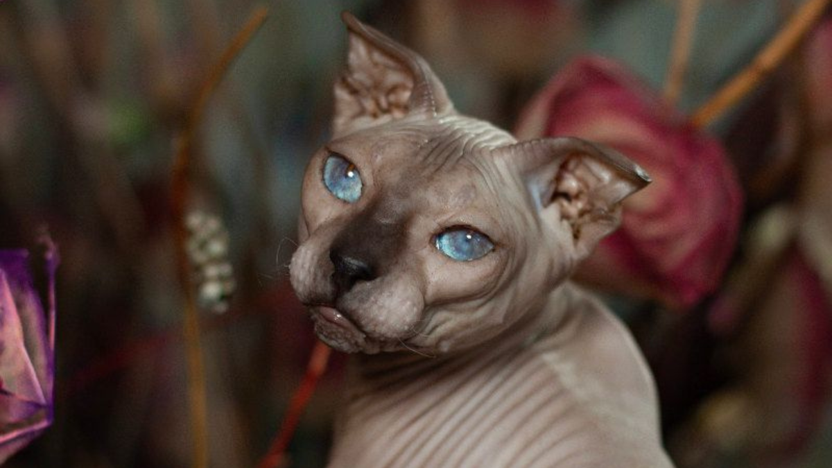 12 Uncommon Cat Breeds and Why Their Unique Appearances Are So Fascinating