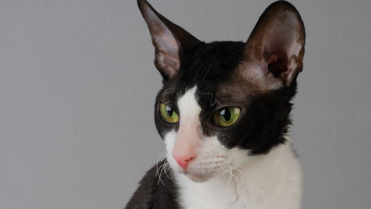 13 Beautiful Black and White Cat Breeds That Will Steal Your Heart