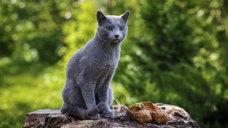 13 Hot-Weather Cats That Won’t Break a Sweat Under the Sun
