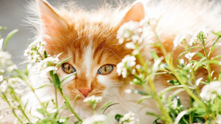 13 Smart Ways to Keep Your Outdoor Cat Safe and Happy