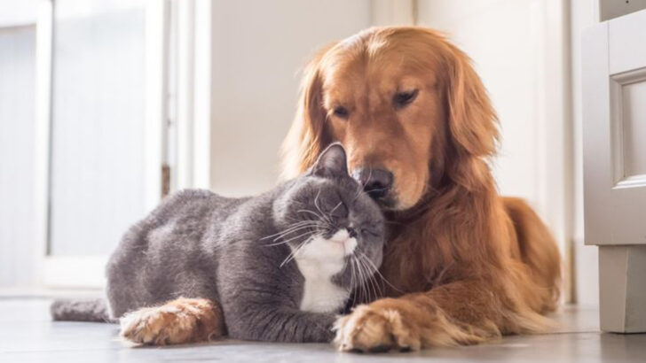 14 Crucial Differences Between Cats and Dogs You Didn’t Know About