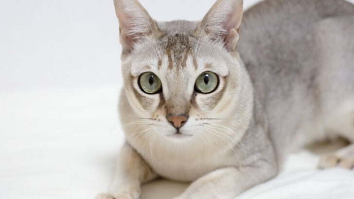 14 Fascinating Cat Breeds You’ve Likely Never Heard of, Let Alone Seen