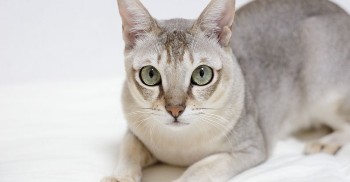 14 Fascinating Cat Breeds You’ve Likely Never Heard of, Let Alone Seen