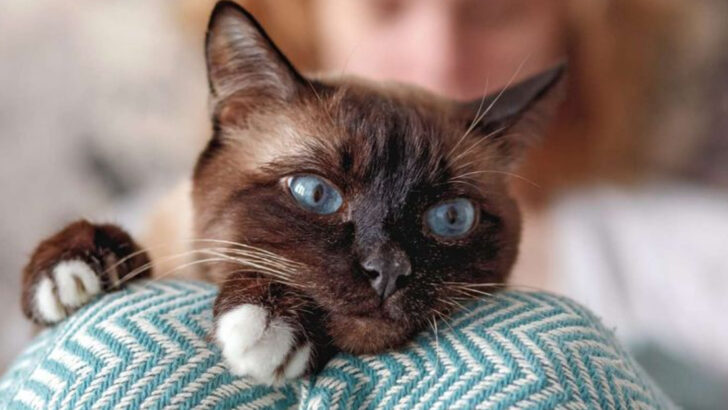 14 Important Differences Between Siamese and Snowshoe Breeds Every Cat Lover Should Know