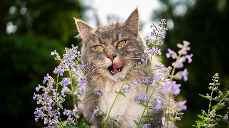 14 Mythology-Inspired Cat Names for the Feline Legend in Your Life