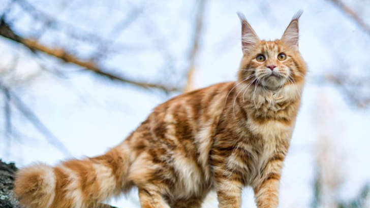 14 Surprising Differences Between Maine Coon and Persian Cats You Need to Know