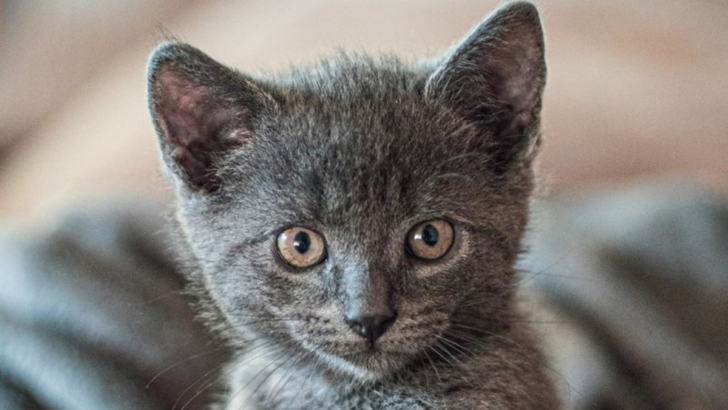 15 Adorable Cat Breeds That Are More Snuggles Than Scratches