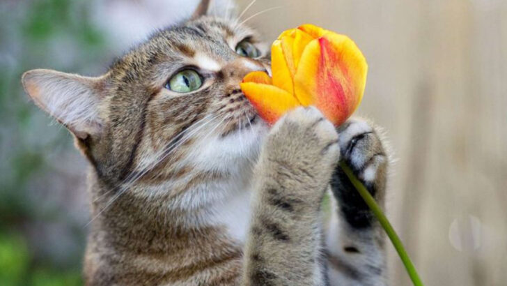 15 Beautiful Yet Toxic Flowers That Can Harm Your Feline Friend