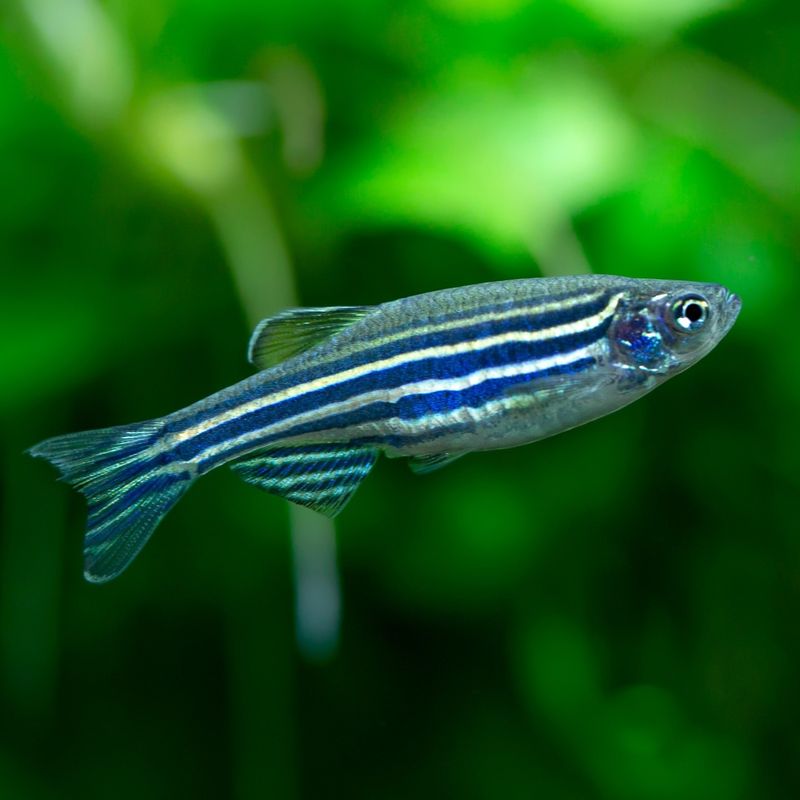 15 Budget-Friendly Aquatic Pets You Don't Need  a Fancy Aquarium For