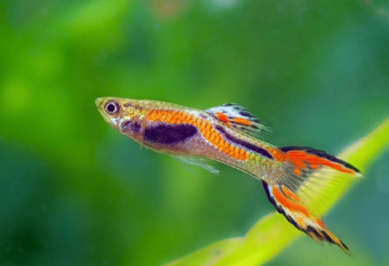 15 Budget-Friendly Aquatic Pets You Don't Need  a Fancy Aquarium For