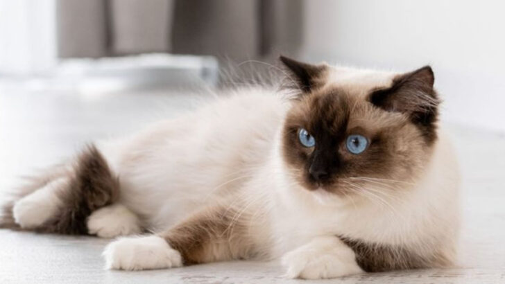 15 Cat Breeds That Are Incredibly Sensitive and Need Extra Care and Affection