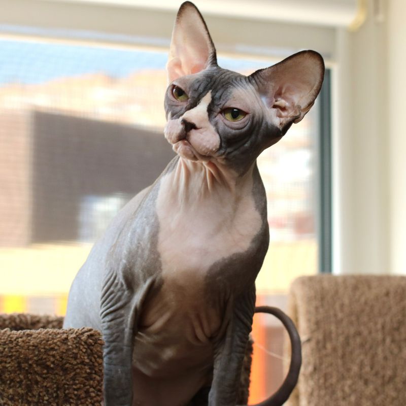 15 Cat Breeds That Will Serve As Personal Therapists and Help You Heal from Within