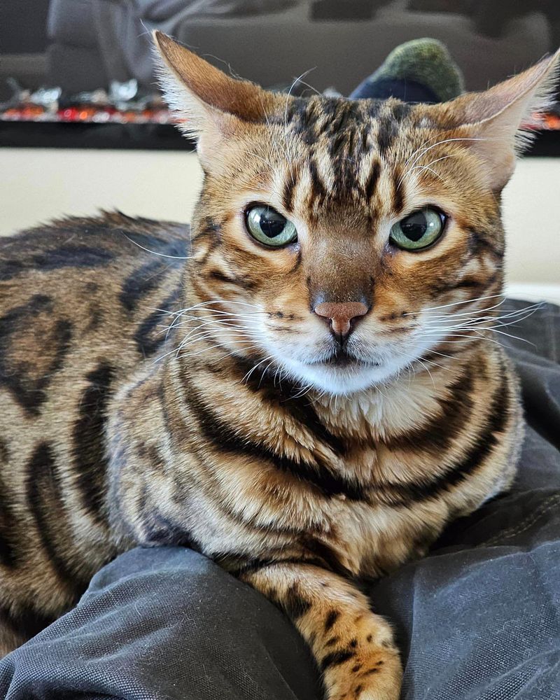 15 Cat Breeds That Will Serve As Personal Therapists and Help You Heal from Within