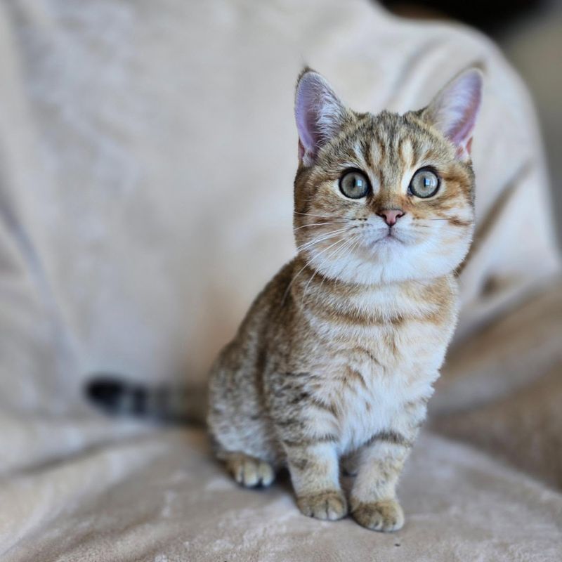 15 Cat Breeds That Will Serve As Personal Therapists and Help You Heal from Within