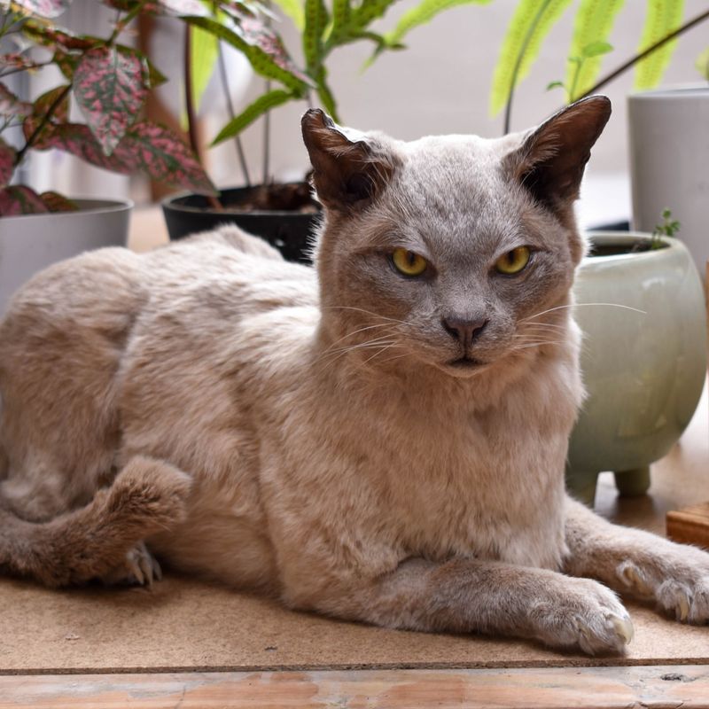 15 Cat Breeds That Will Serve As Personal Therapists and Help You Heal from Within