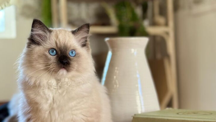 15 Cat Breeds That Will Serve As Personal Therapists and Help You Heal from Within