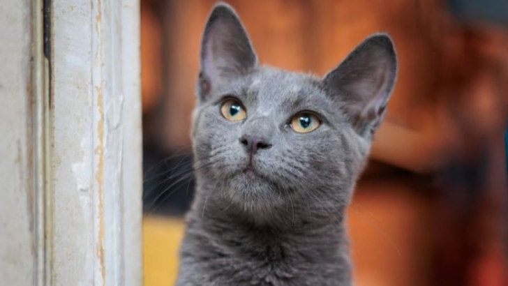 14 Cat Breeds Who Redefine Elegance with Their Smooth, Polished Look