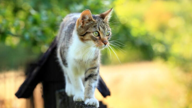 15 Crucial Actions to Take When Your Cat Runs Away