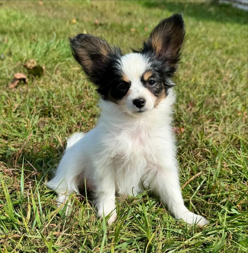 15 Dog Breeds That Are Considered the Most Beautiful in the World