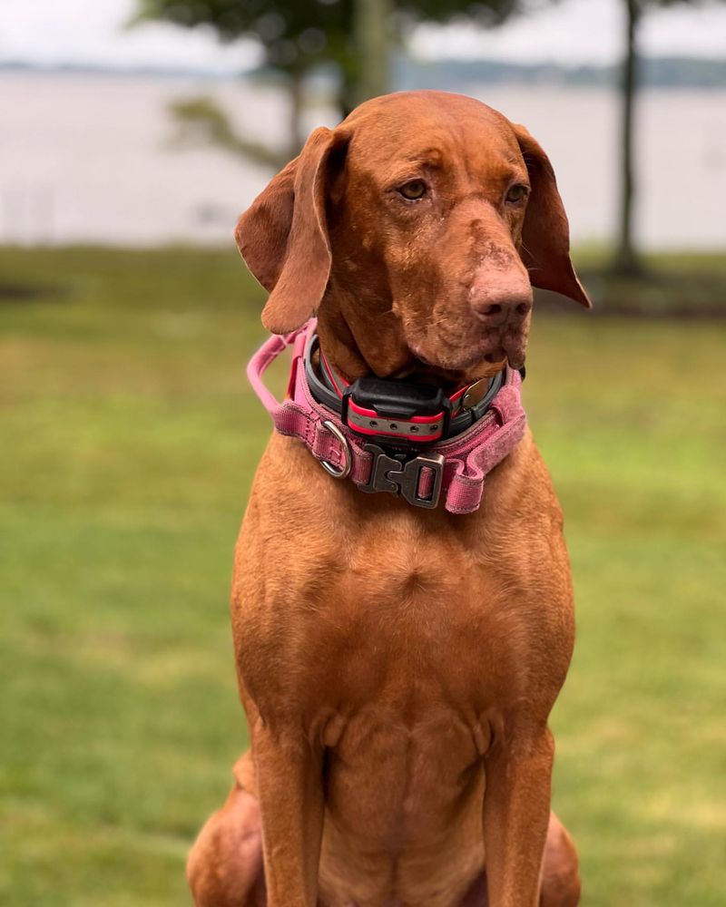 15 Dog Breeds That Are Considered the Most Beautiful in the World