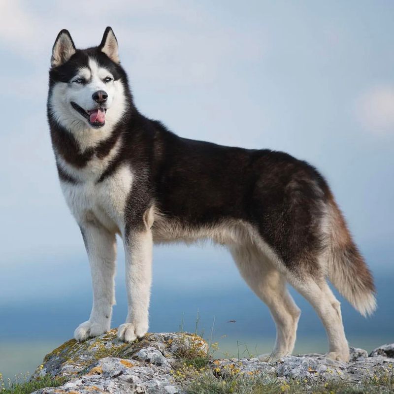 15 Dog Breeds That Are Considered the Most Beautiful in the World