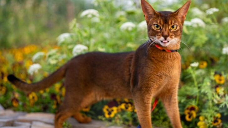 15 Fascinating Cat Breeds with Mystical Histories You’ve Never Heard