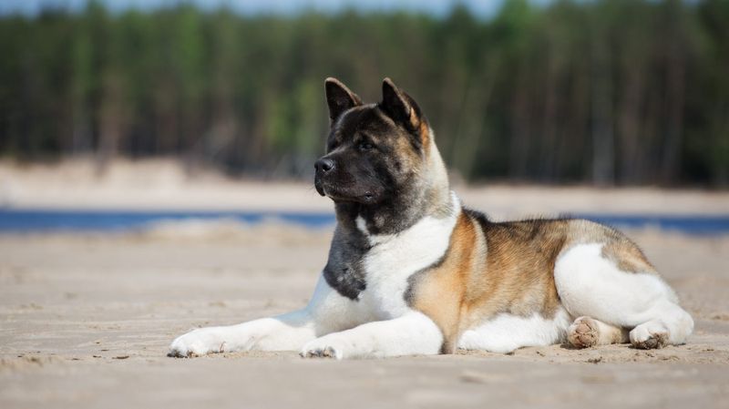 15 Fearsome Dog Breeds That Demand Respect Without a Bark