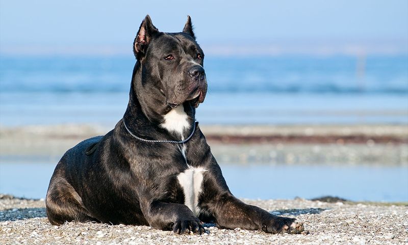 15 Fearsome Dog Breeds That Demand Respect Without a Bark