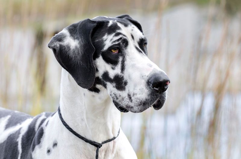 15 Fearsome Dog Breeds That Demand Respect Without a Bark