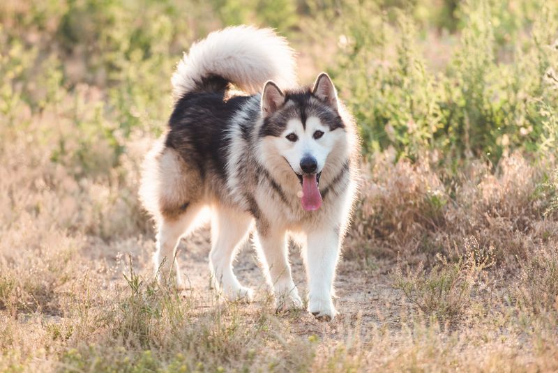 15 Fearsome Dog Breeds That Demand Respect Without a Bark