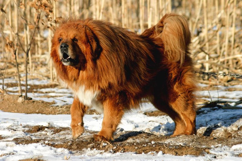 15 Fearsome Dog Breeds That Demand Respect Without a Bark