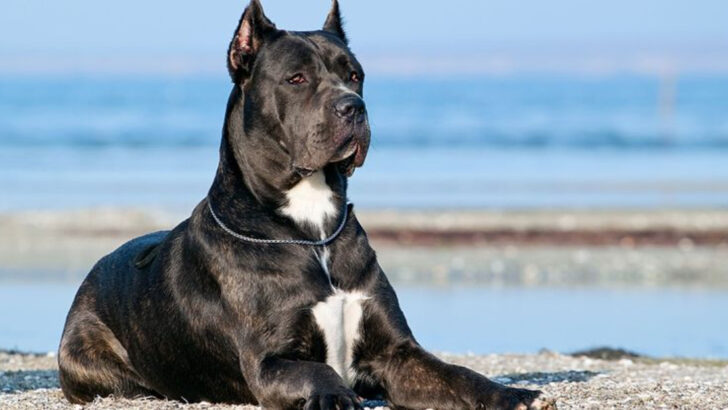 15 Fearsome Dog Breeds That Demand Respect Without a Bark