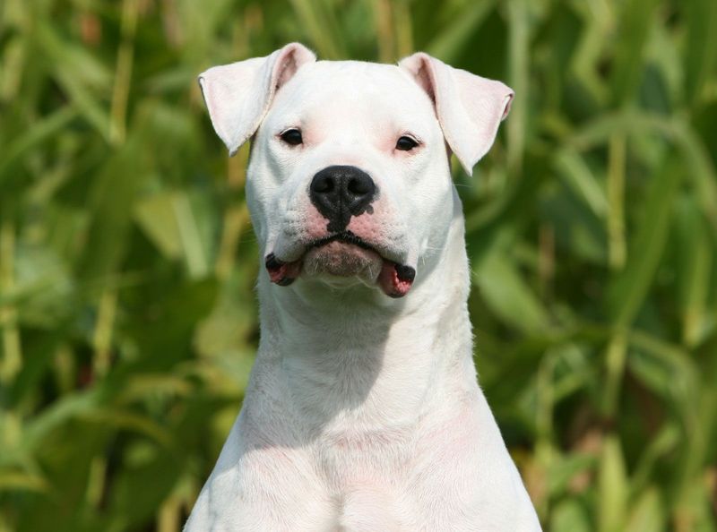 15 Fearsome Dog Breeds That Demand Respect Without a Bark