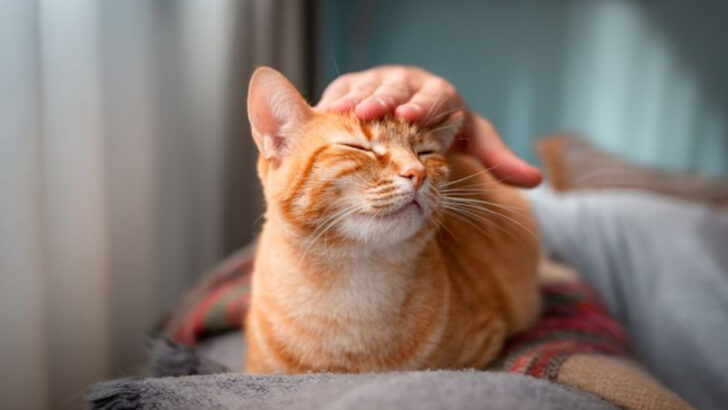 15 Heartwarming Signs Your Adopted Cat Feels Comfortable and Loved