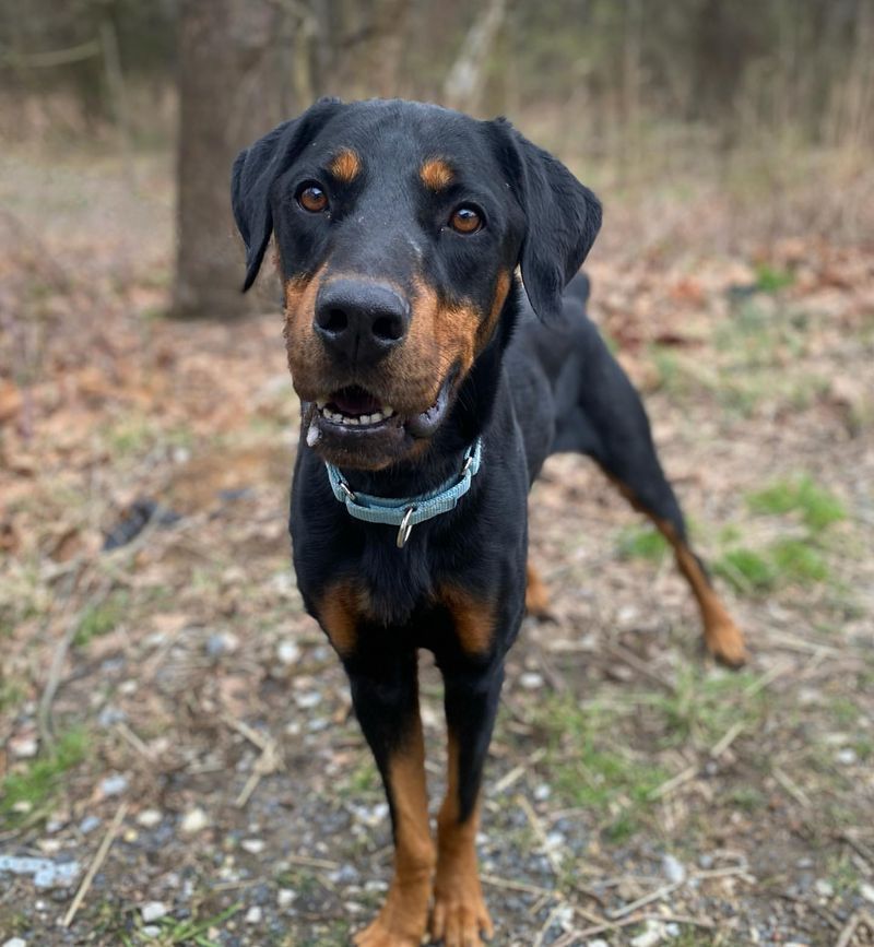 15 Incredible Doberman Mixes You Have to See to Believe