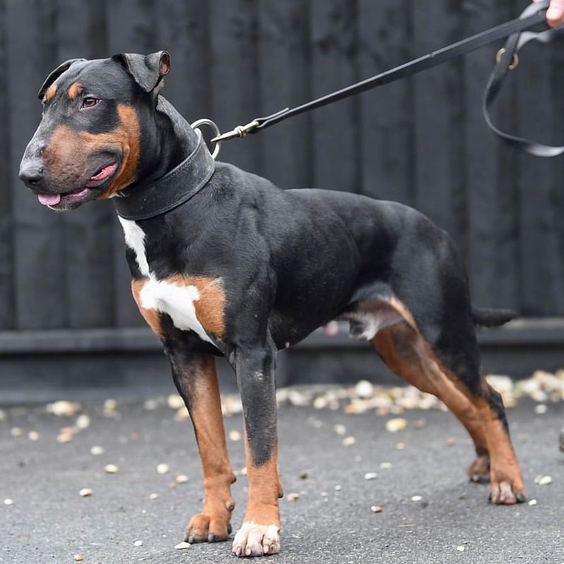 15 Incredible Doberman Mixes You Have to See to Believe