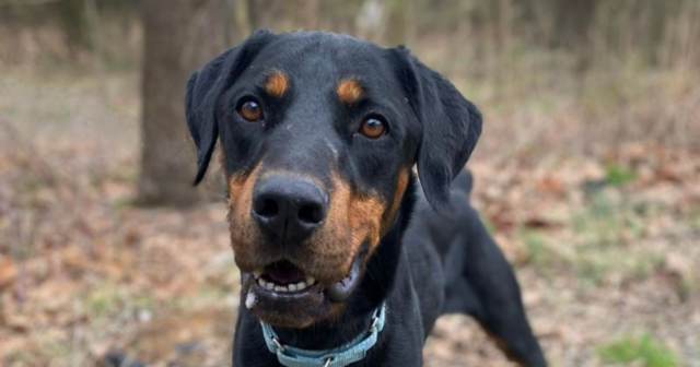 15 Incredible Doberman Mixes You Have to See to Believe