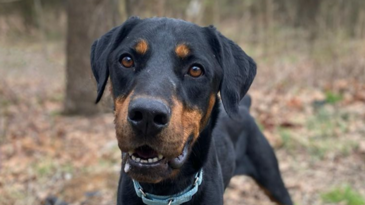 15 Incredible Doberman Mixes You Have to See to Believe