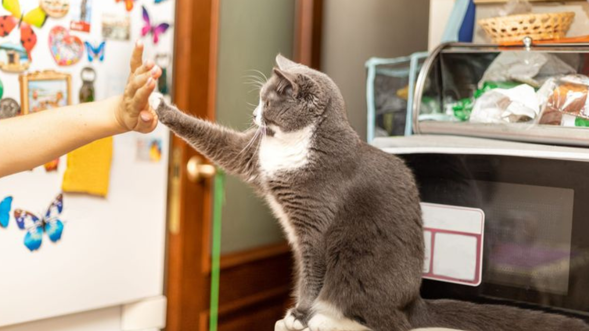 15 Key Things You Should Always Do to Keep Your Cat Happy and Healthy