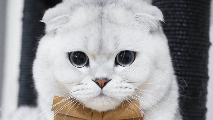 15 Luxurious Cat Breeds That Come With a Hefty Price Tag—And Are Worth Every Dollar