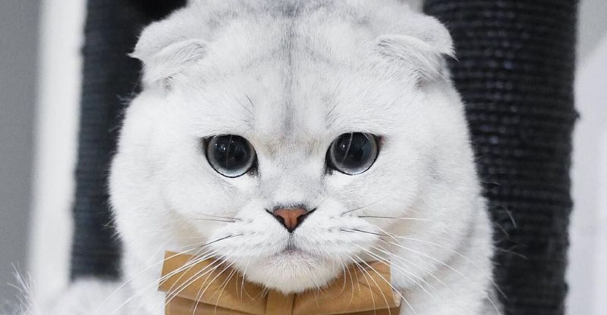 15 Luxurious Cat Breeds That Come With a Hefty Price Tag—And Are Worth Every Dollar