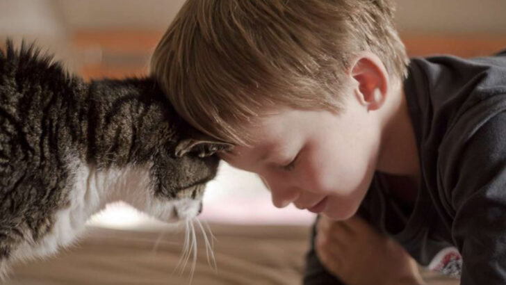 15 Mind-Blowing Ways Cats Interpret Human Feelings – What They’re Really Thinking