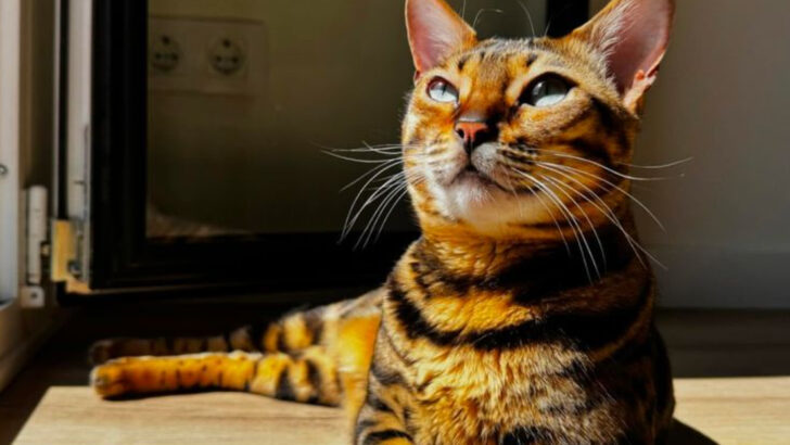 15 Most Adorable Cat Breeds That Will Steal Your Heart Instantly and Make You Go “AWW!”