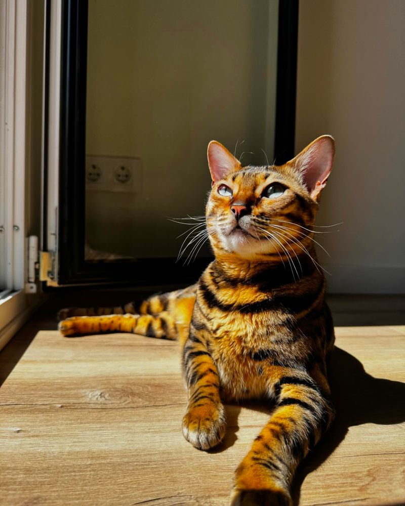 15 Most Adorable Cat Breeds That Will Steal Your Heart Instantly and Make You Go "AWW!"