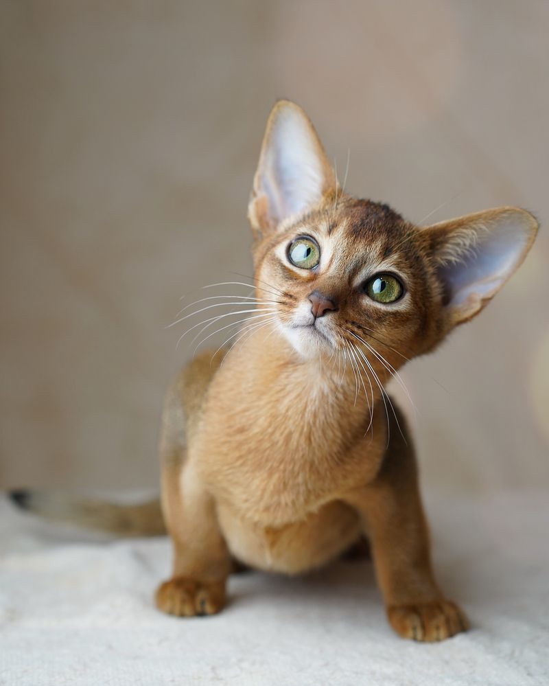 15 Most Adorable Cat Breeds That Will Steal Your Heart Instantly and Make You Go "AWW!"