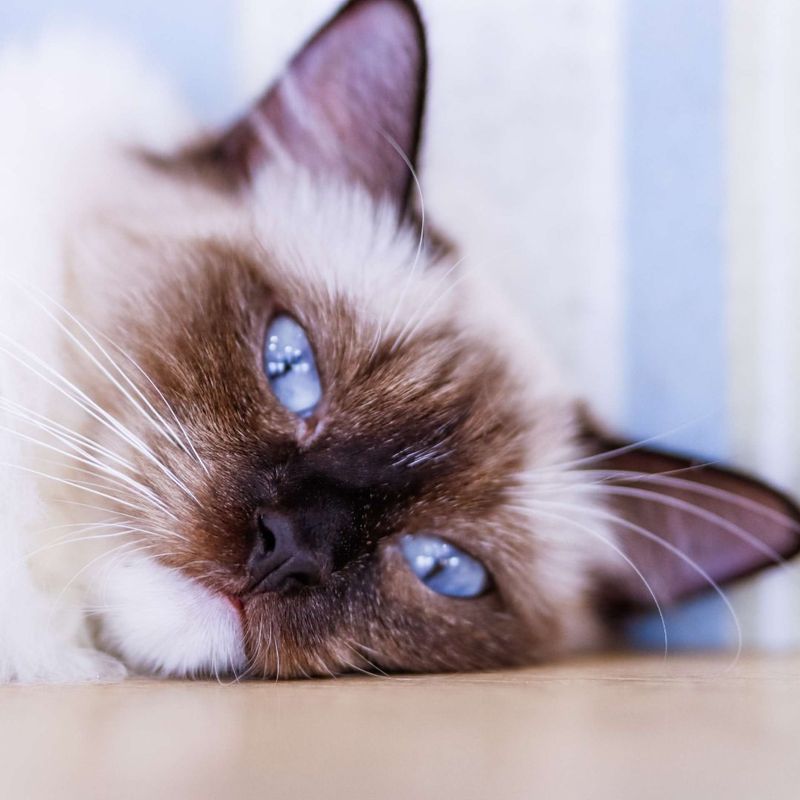 15 Most Adorable Cat Breeds That Will Steal Your Heart Instantly and Make You Go "AWW!"