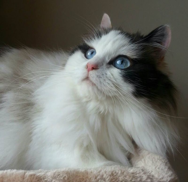 15 Most Adorable Cat Breeds That Will Steal Your Heart Instantly and Make You Go "AWW!"